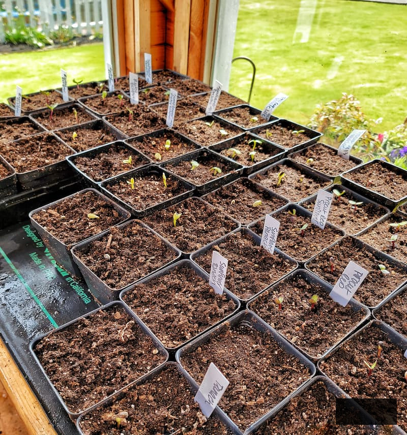 seed starts with labels in the containers