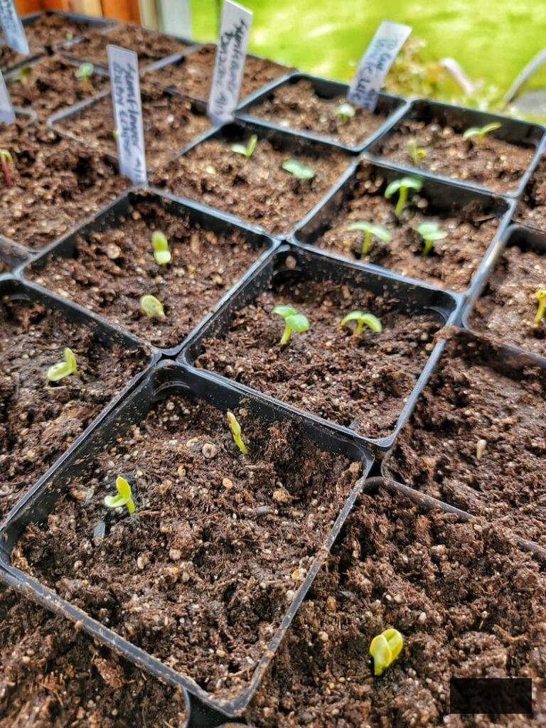 cut flower garden by seed: seedlings inside greenhouse