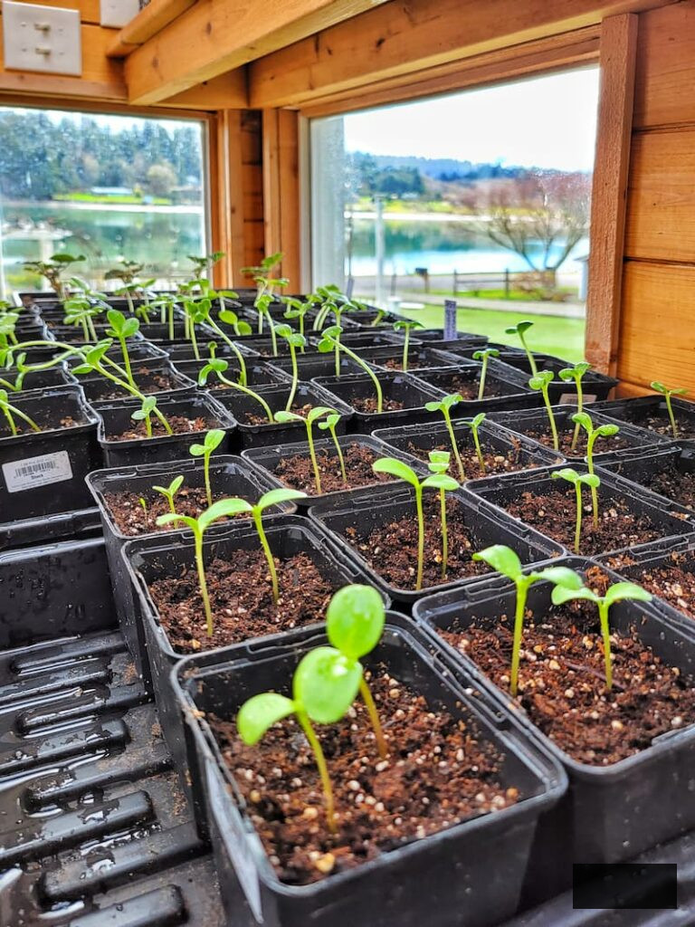 sweet pea seedlings in the greenhouse