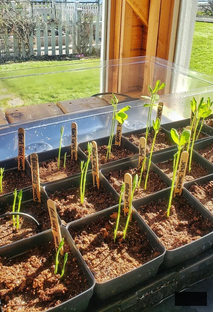 cut flower garden by seed: sweet pea seedlings