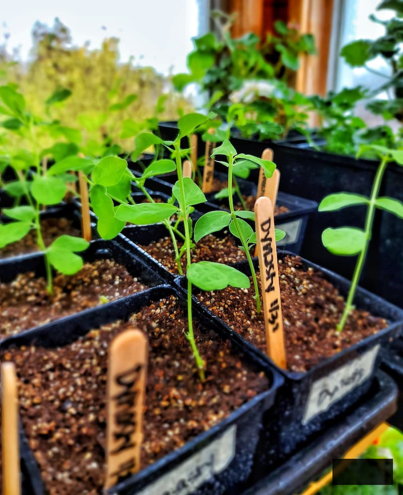 sweet pea seedlings in deeper containers because of its longer roots