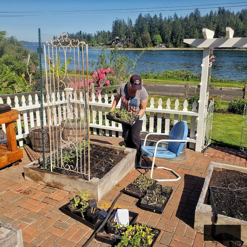 working in the cut flower garden