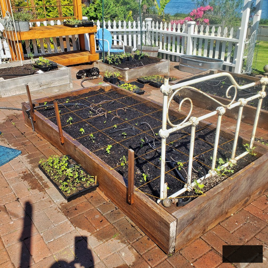 new seedlings being transferred into garden beds