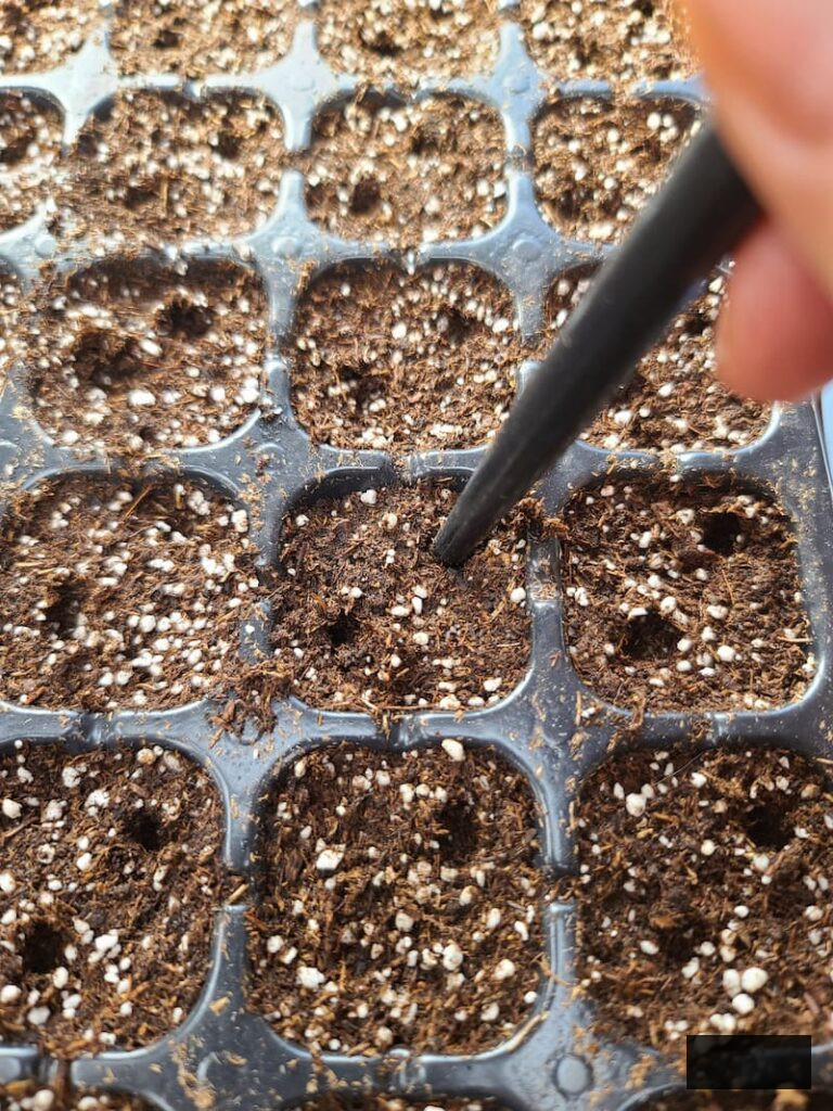making holes to place cosmos seeds in soil