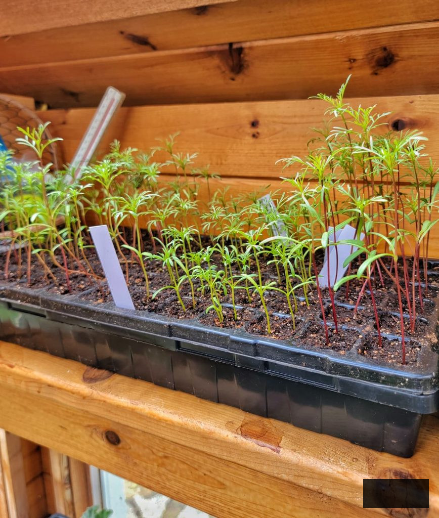 cosmos seedlings growing in the greenhouse
