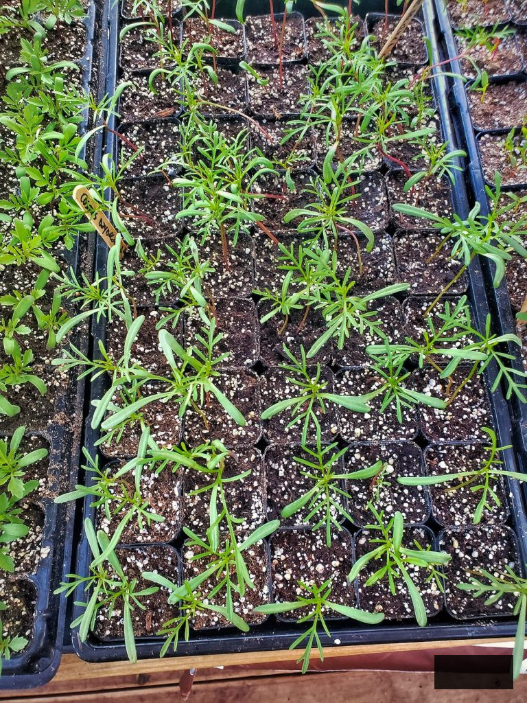cosmos seedlings growing in a 72 cell tray