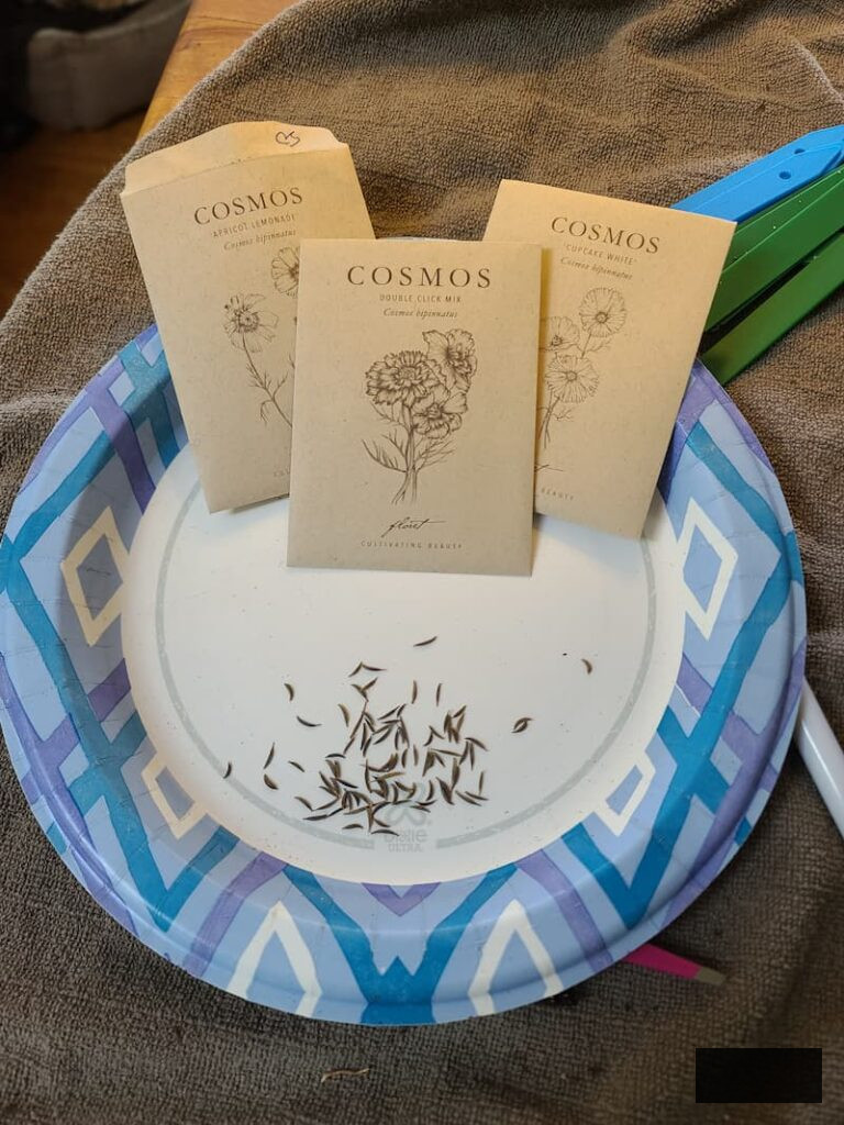 seeds designated for growing cosmos indoors