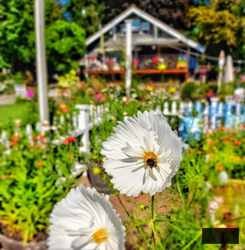 cupcake white cosmos in garden with a bee