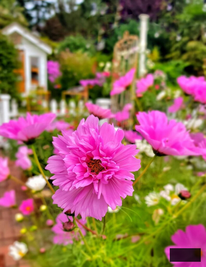 fuchsia cosmos flowers flourishing in the garden