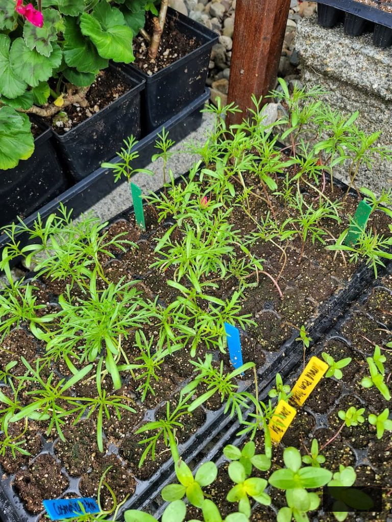 cosmos seedlings hardening off outdoors