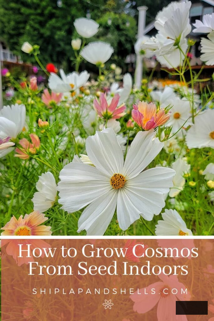 how to cultivate cosmos from seeds indoors