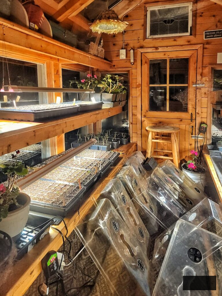 inside the greenhouse with grow lights and seedlings