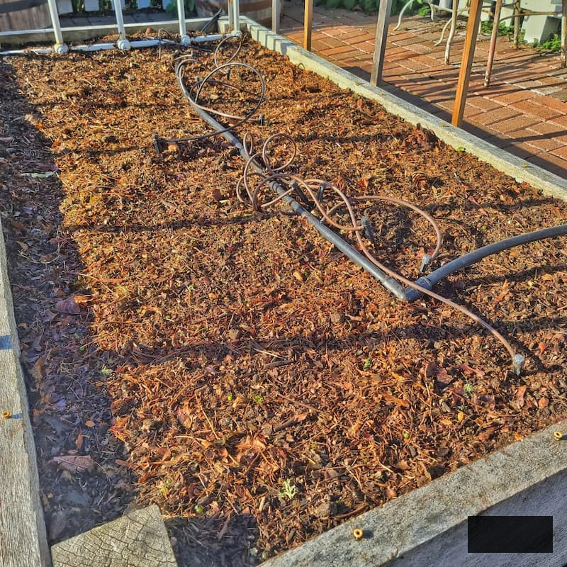 fresh fish compost added to a raised bed