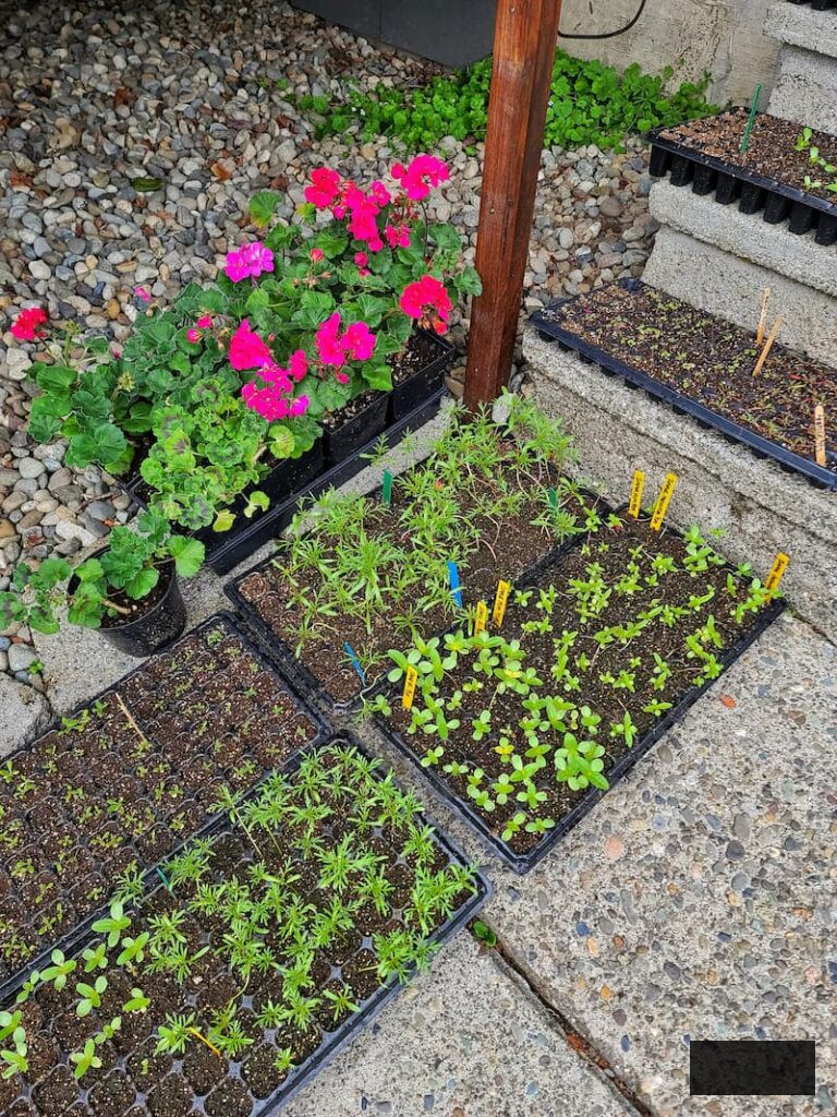 hardening off seedlings outdoors