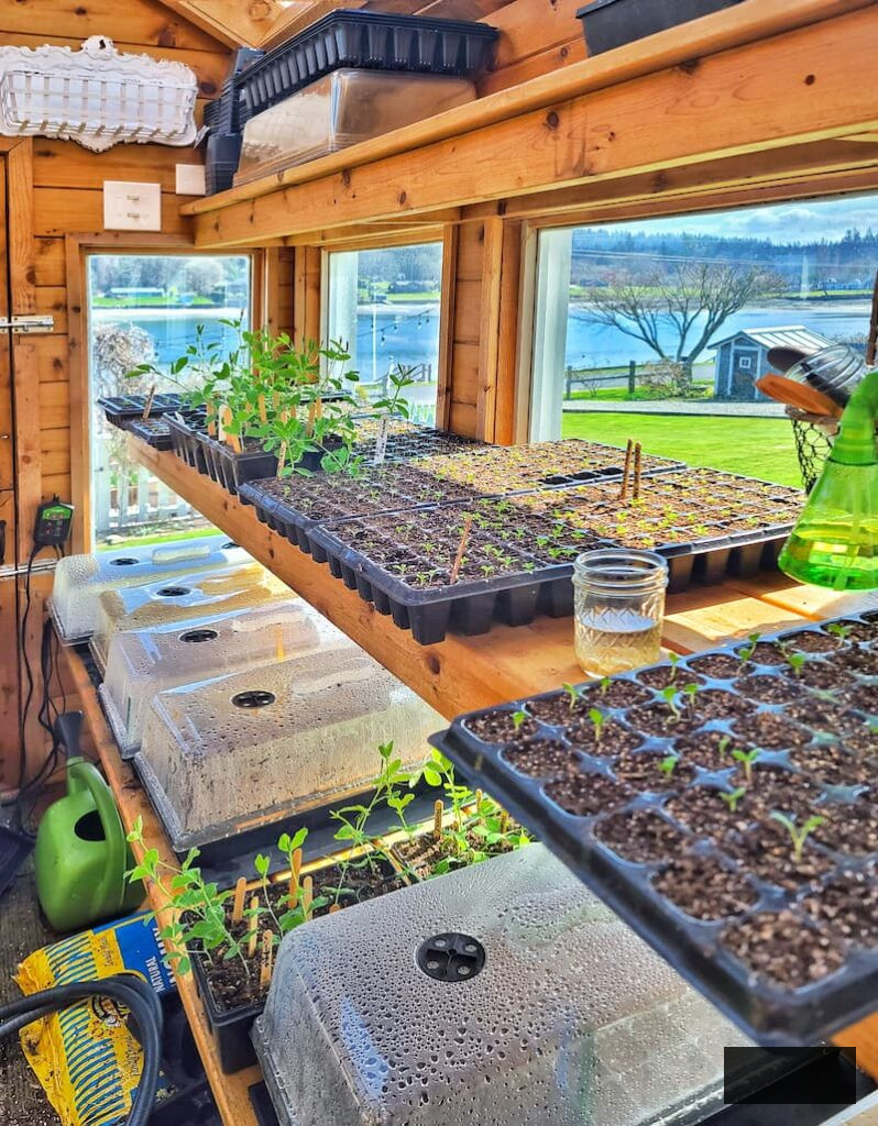 nurturing seedlings in the greenhouse