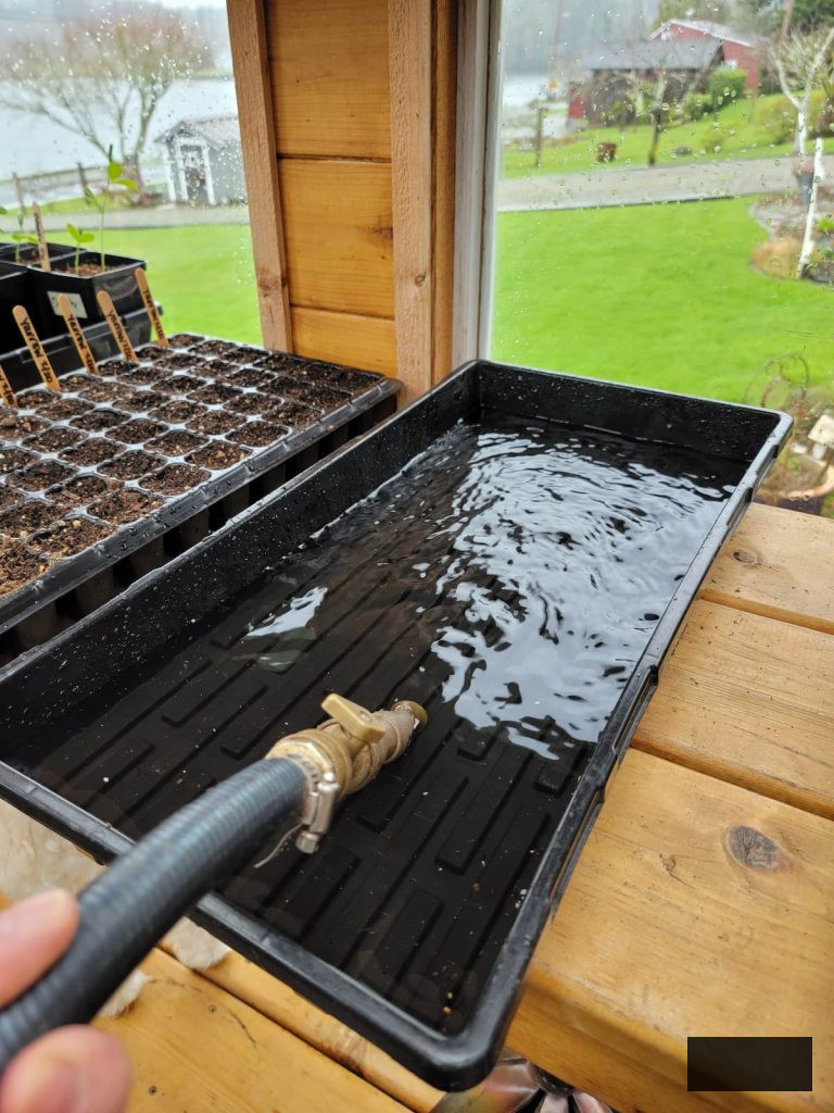 filling up a seedling tray with water