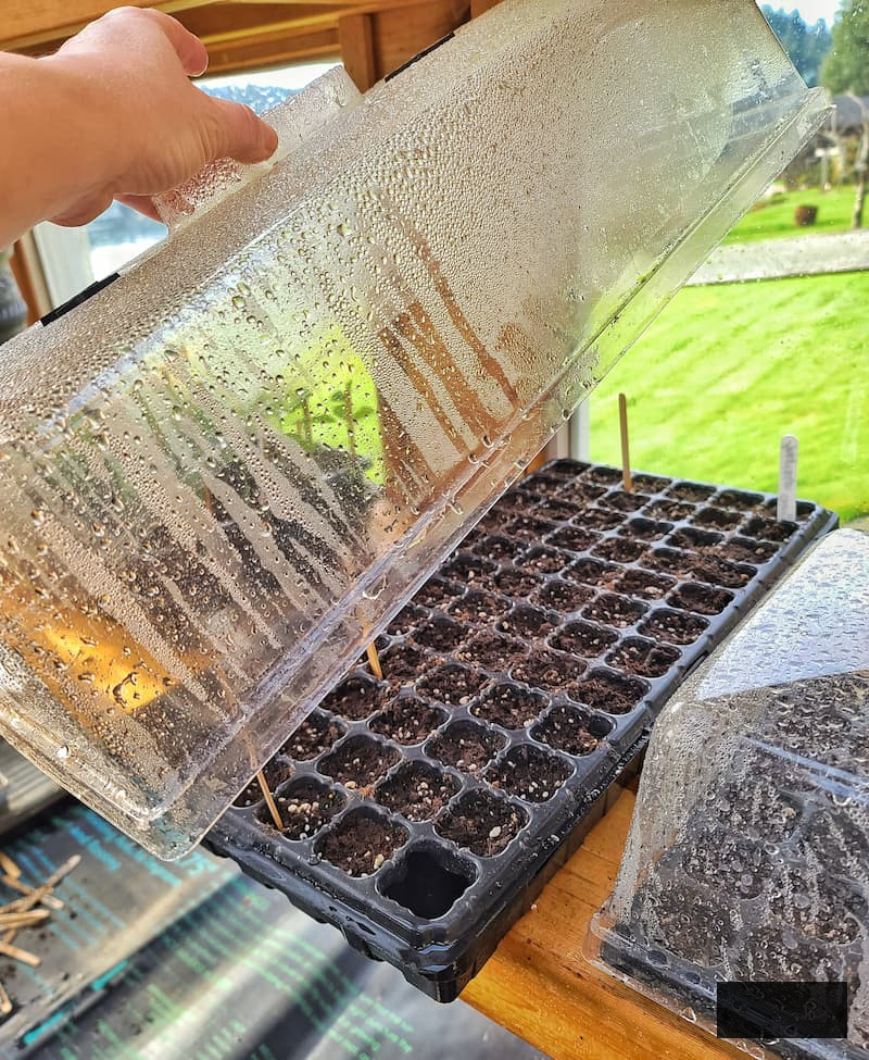 lifting up the humidity dome lid off the 72 cell tray