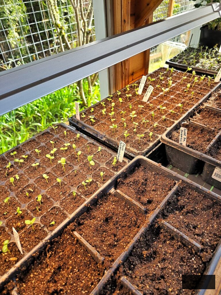 seedlings in trays in the greenhouse under the grow lights