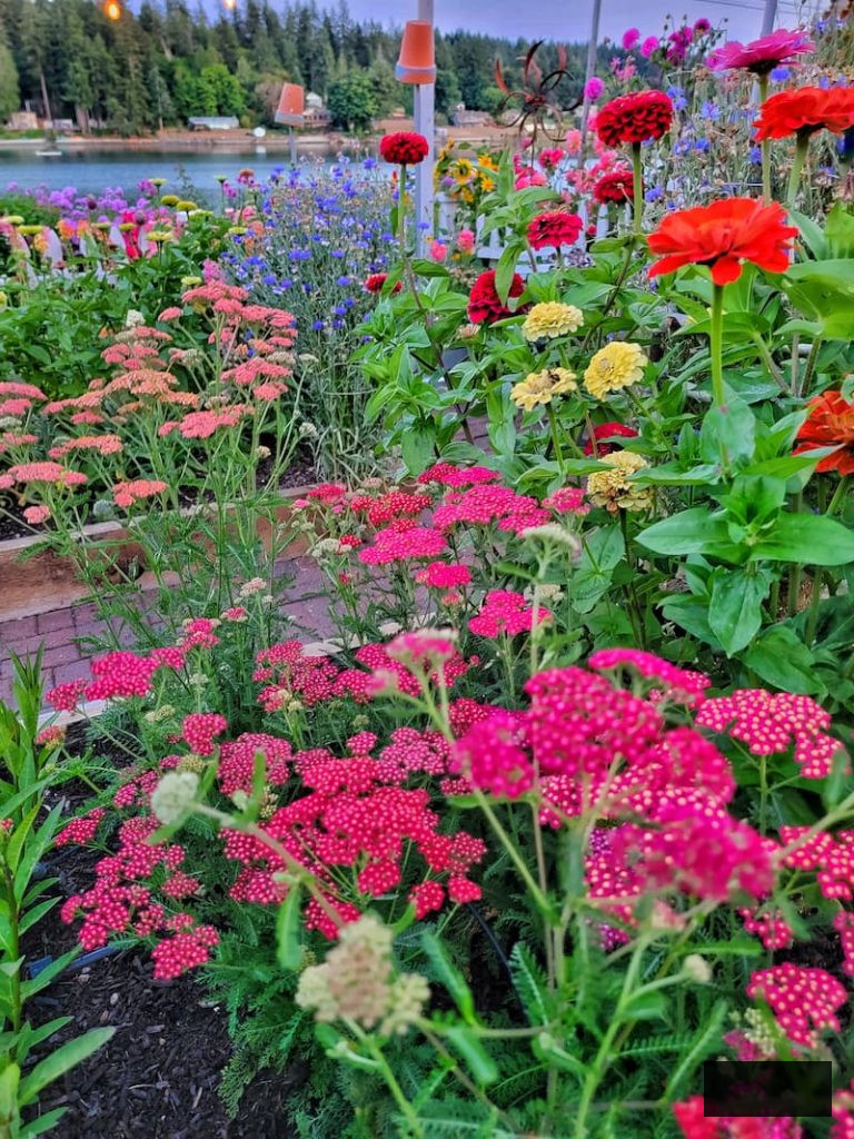 cut flowers in the summer garden