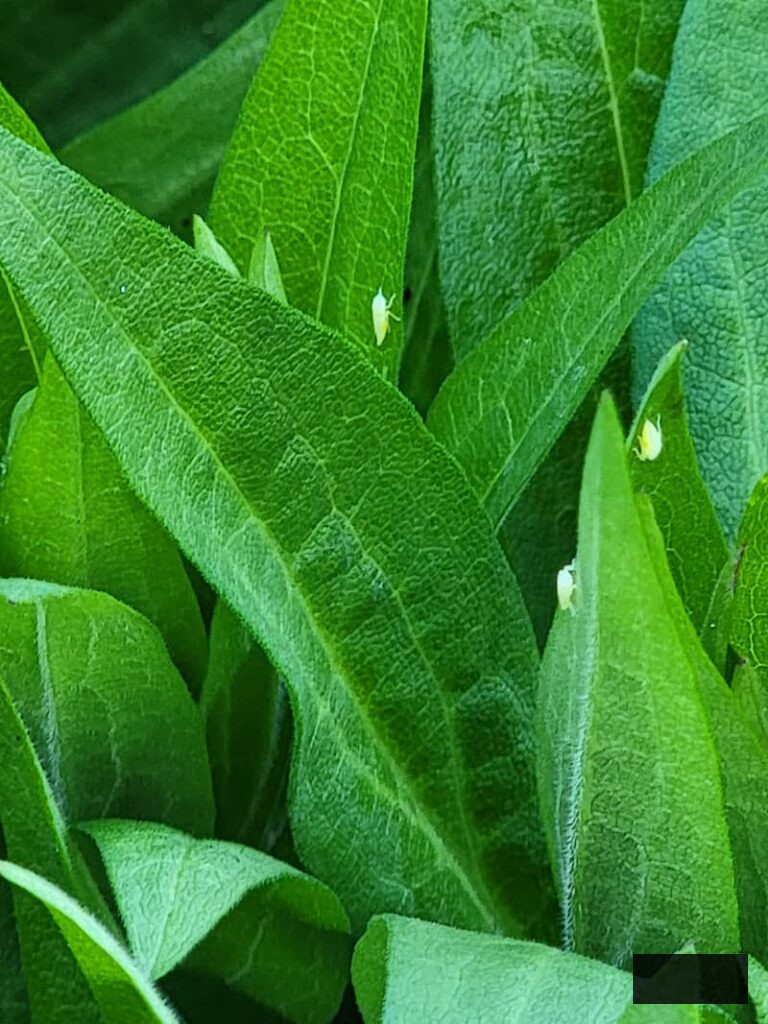 leaves infested with aphids