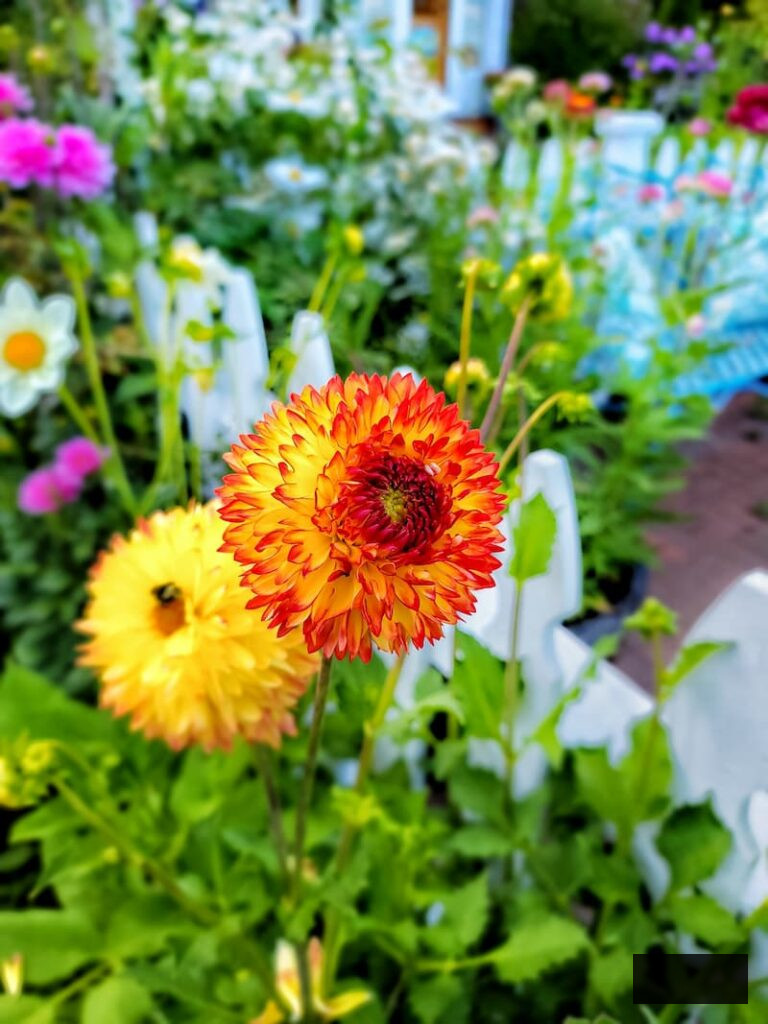 orange and yellow dahlias flourishing in the cut flower garden