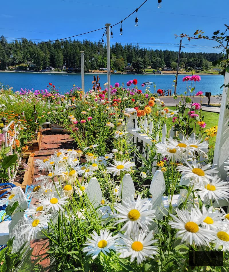 daisies and other cut flowers growing in the garden