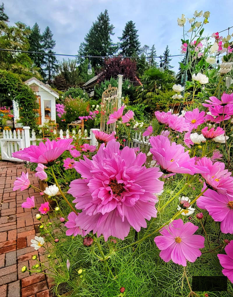  pink cosmos growing in the cut flower garden
