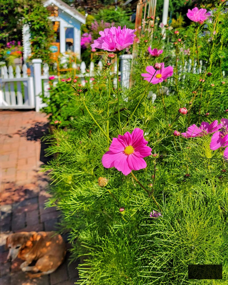 pink cosmos in the garden