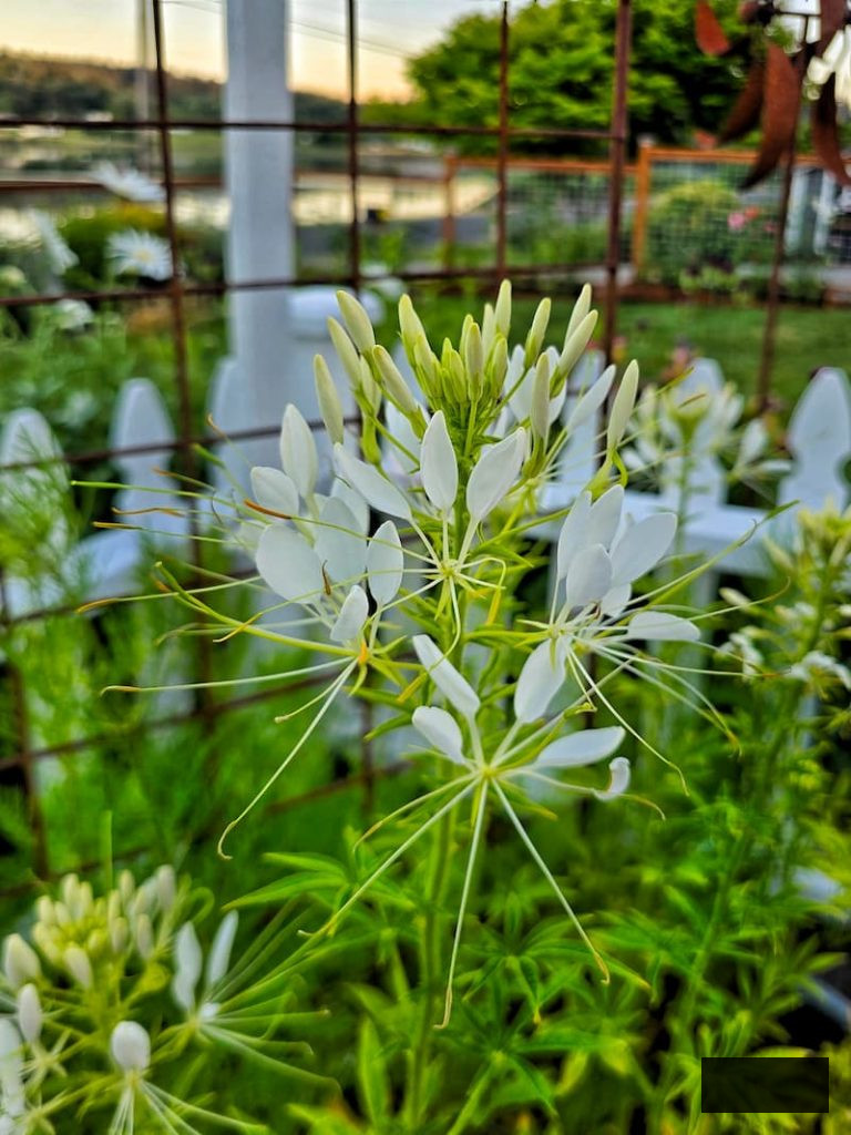 white spider flowers growing in the garden