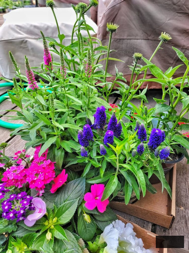 flowers that arrived from the nursery