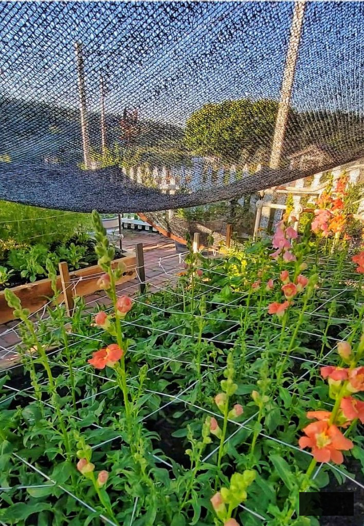 shade cloth safeguarding snapdragons in the cut flower garden