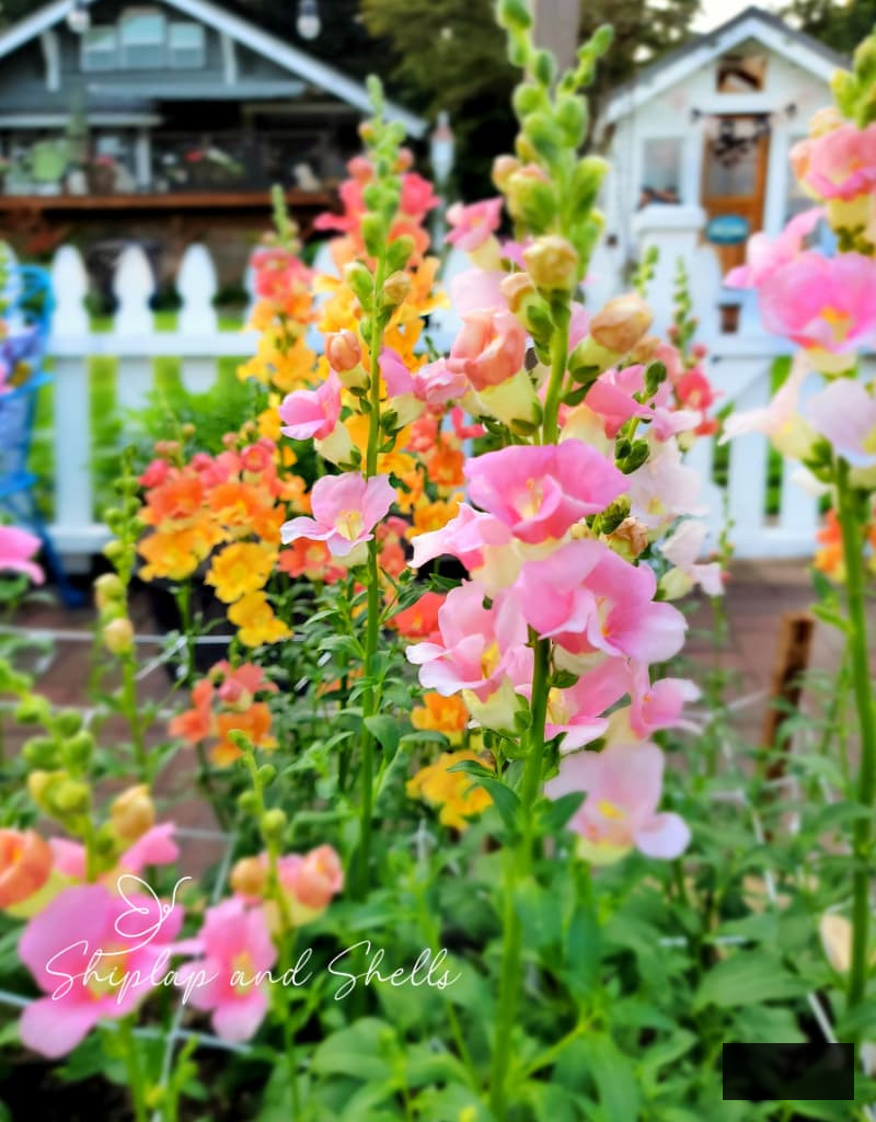 pink and orange snapdragons growing in the summer garden