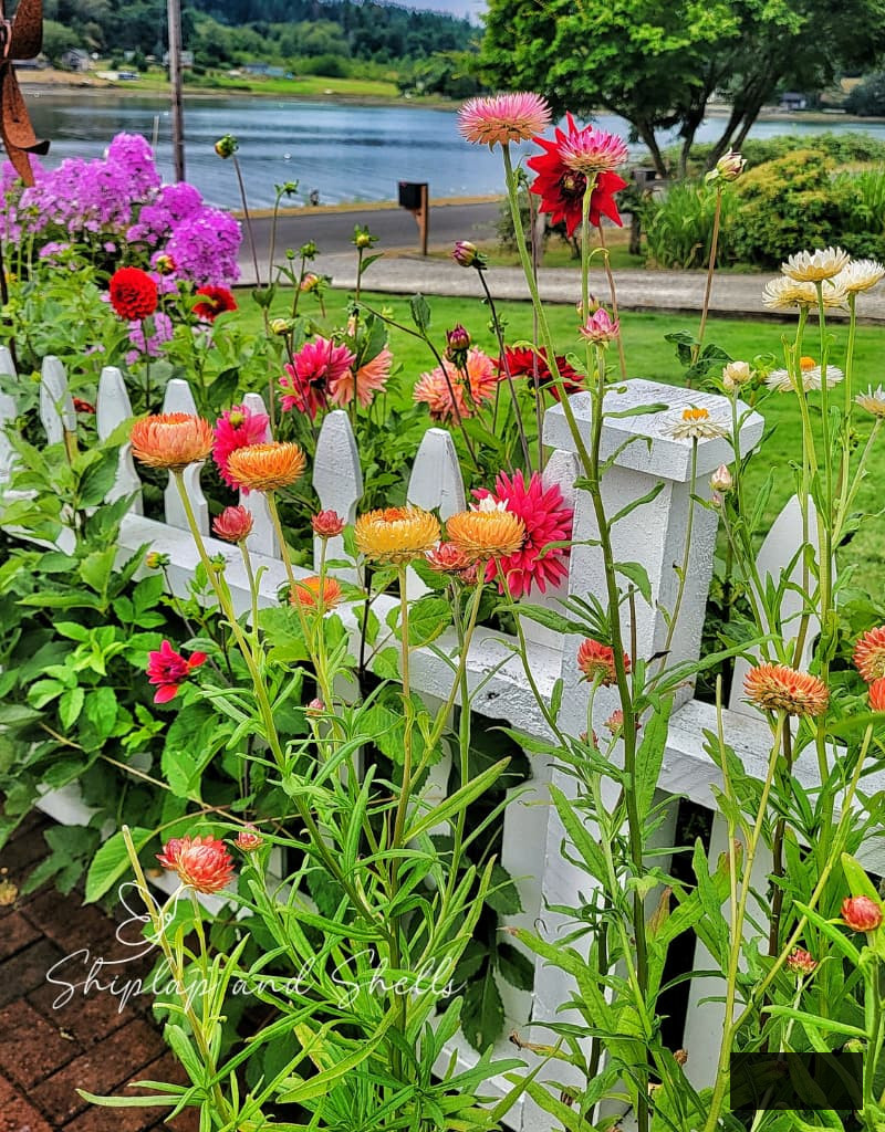 vivid strawflowers flourishing along the white picket fence garden