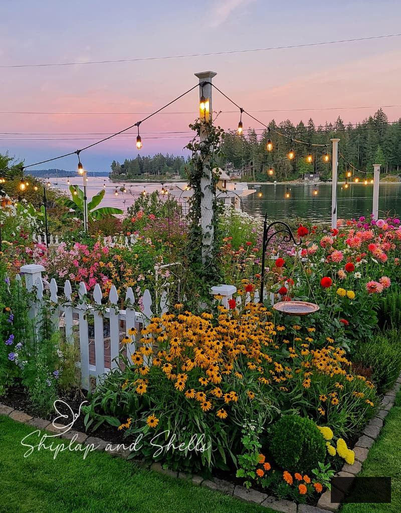 cut flower garden with white picket fence overlooking the bay in the sunset