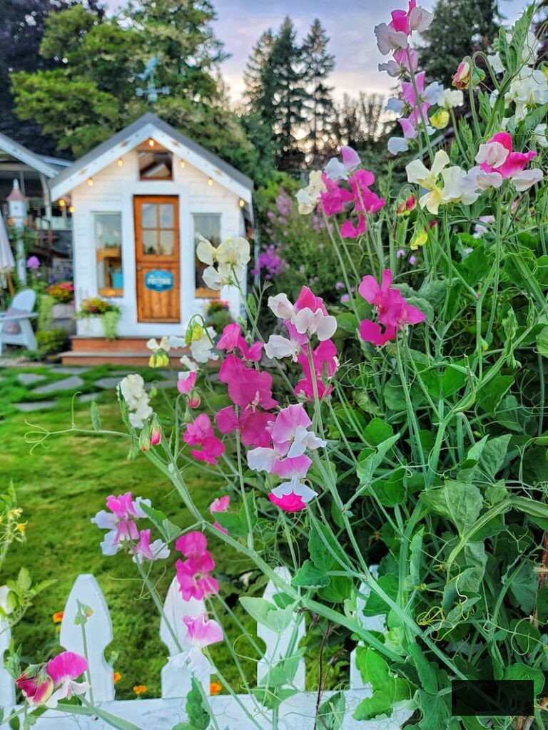 sweet peas and greenhouse