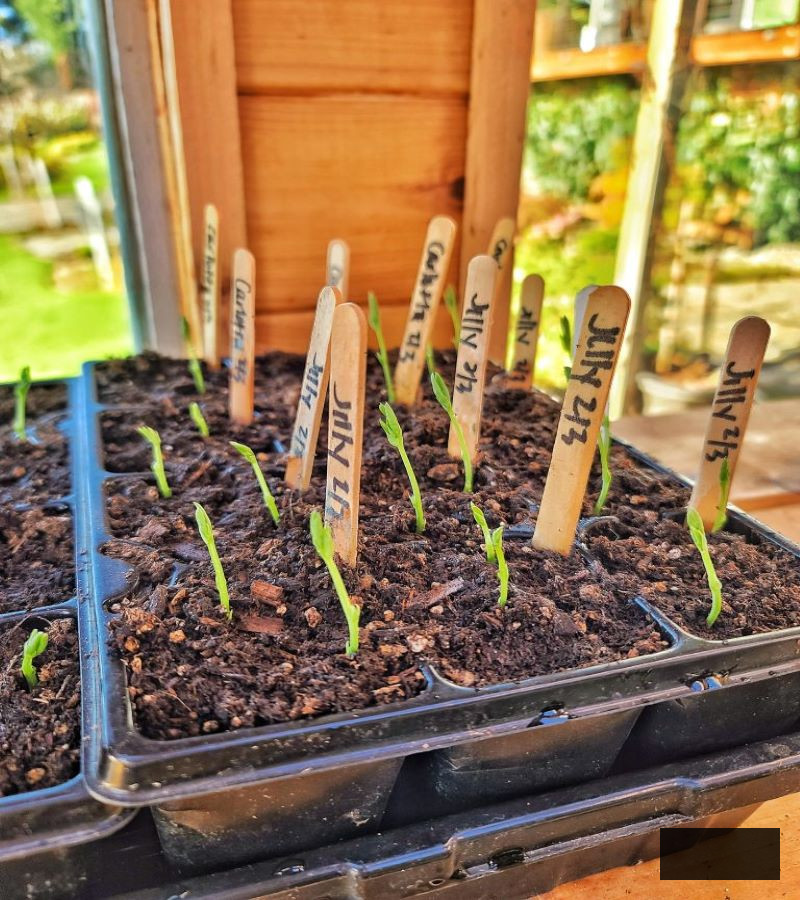 seedlings growing in the greenhouse with labels