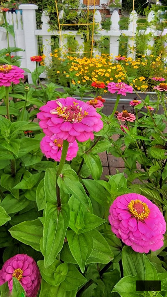 fuchsia zinnias flourishing in the cut flower garden