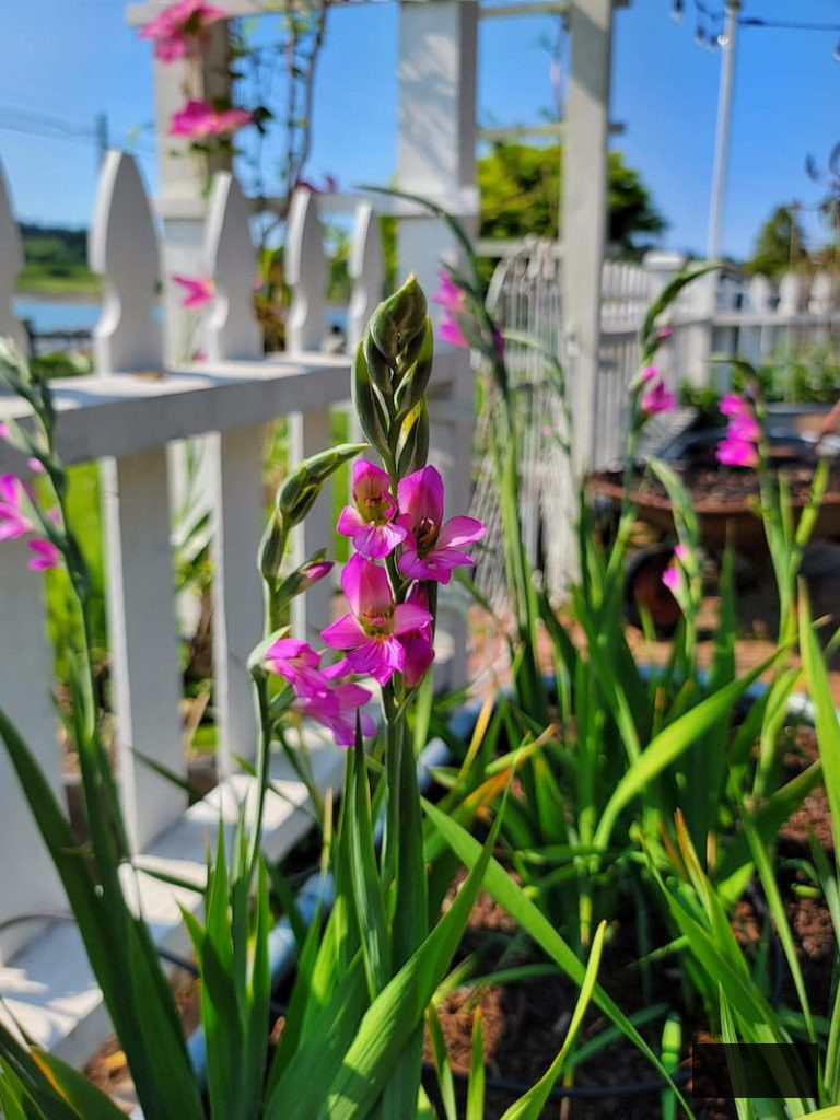 Byzantine gladiolus thriving in the garden