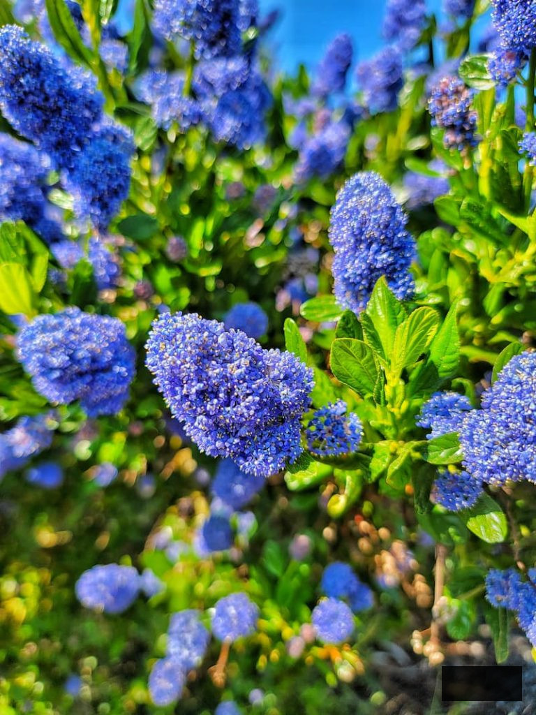 blueish purple lavender 