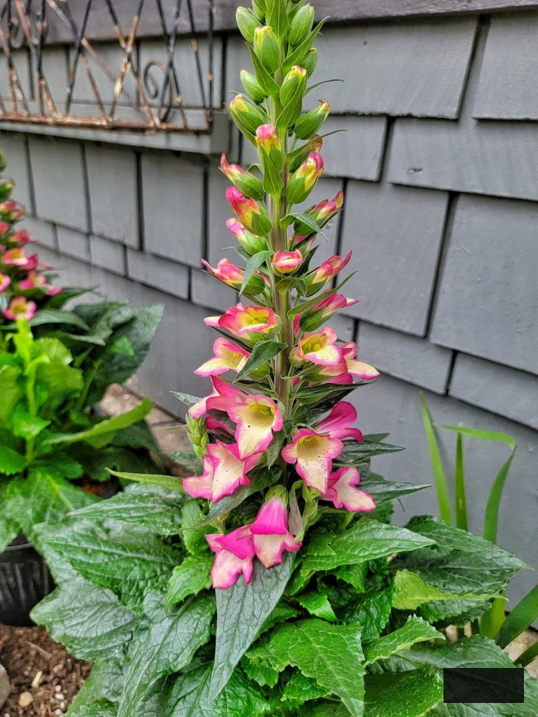 foxgloves