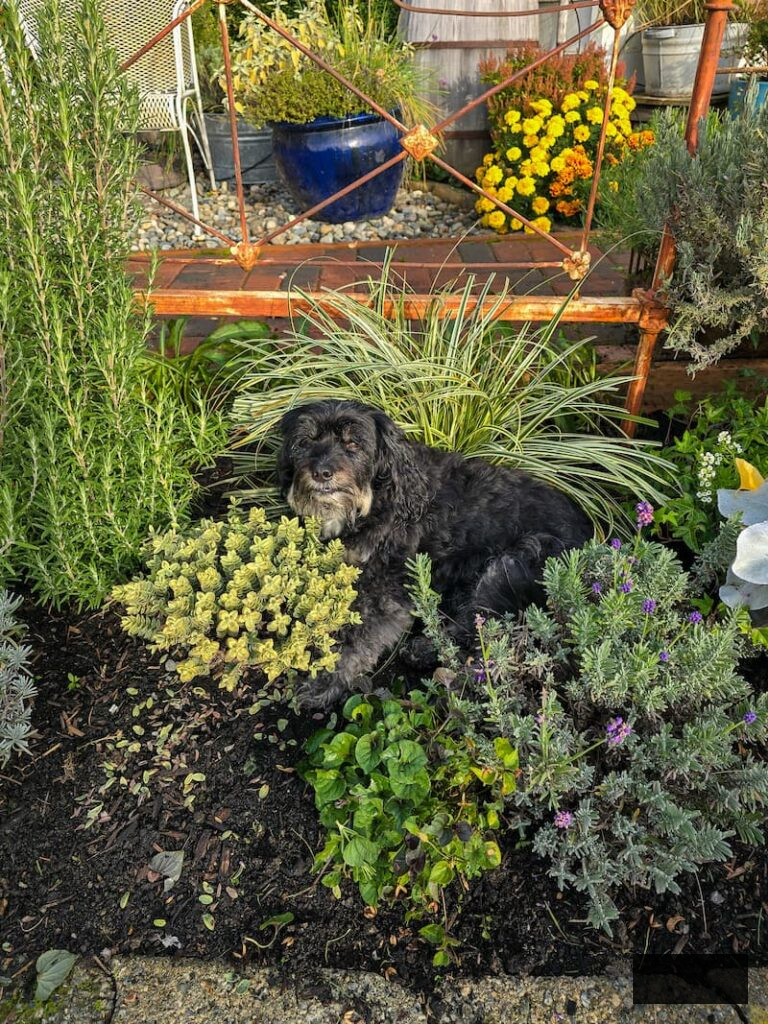 black canine resting in the garden bed