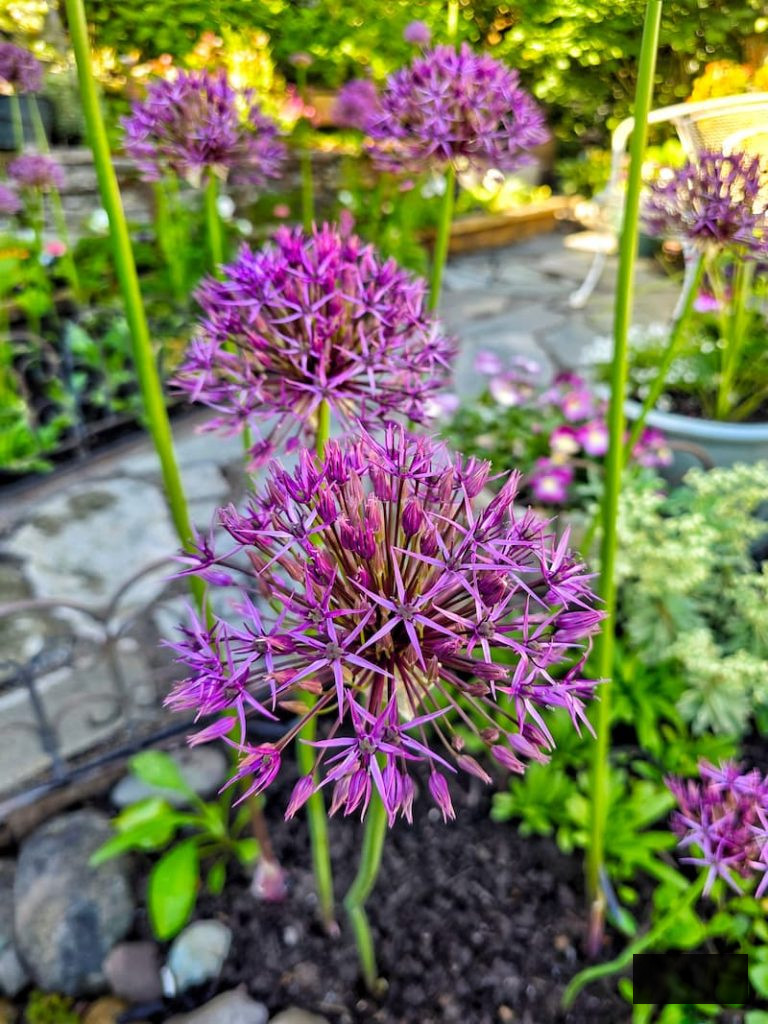 purple alliums flourishing in the late spring cottage garden