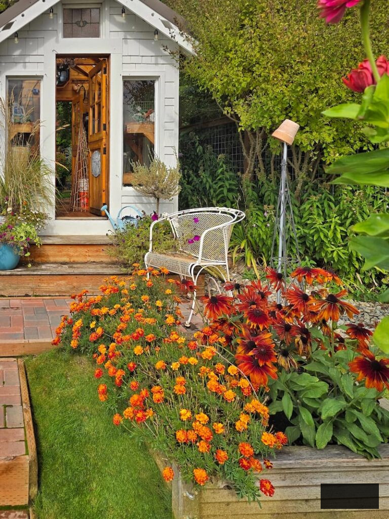 greenhouse and raised beds adorned with orange marigolds and black-eyed Susans