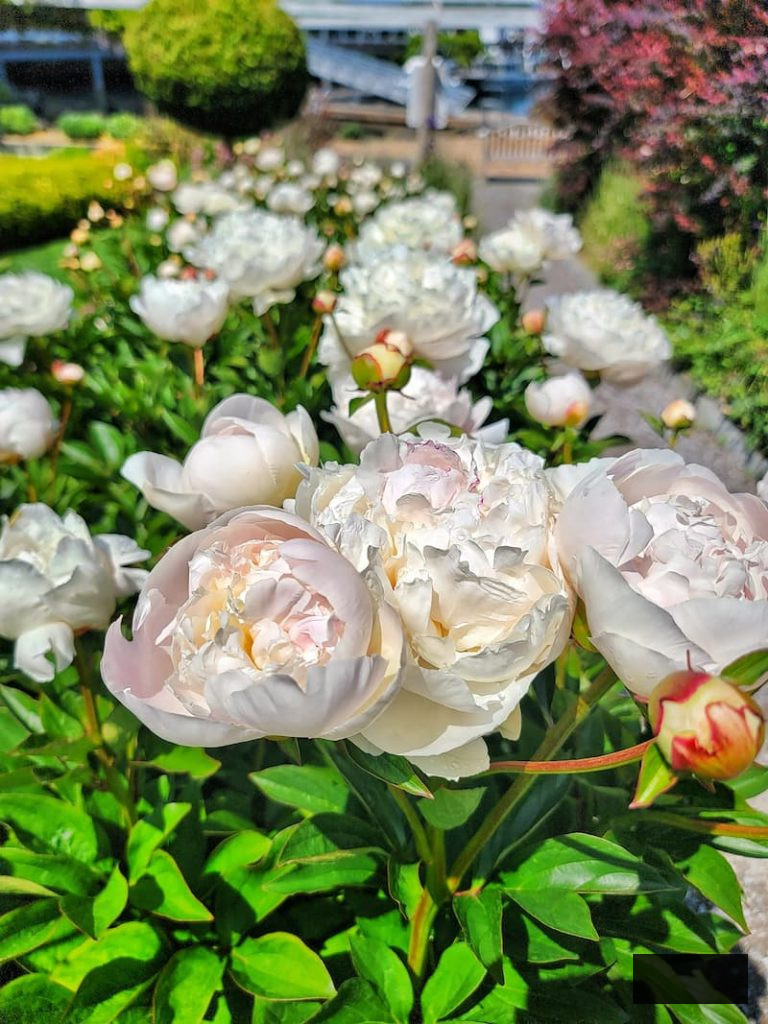 white and pale pink peonies