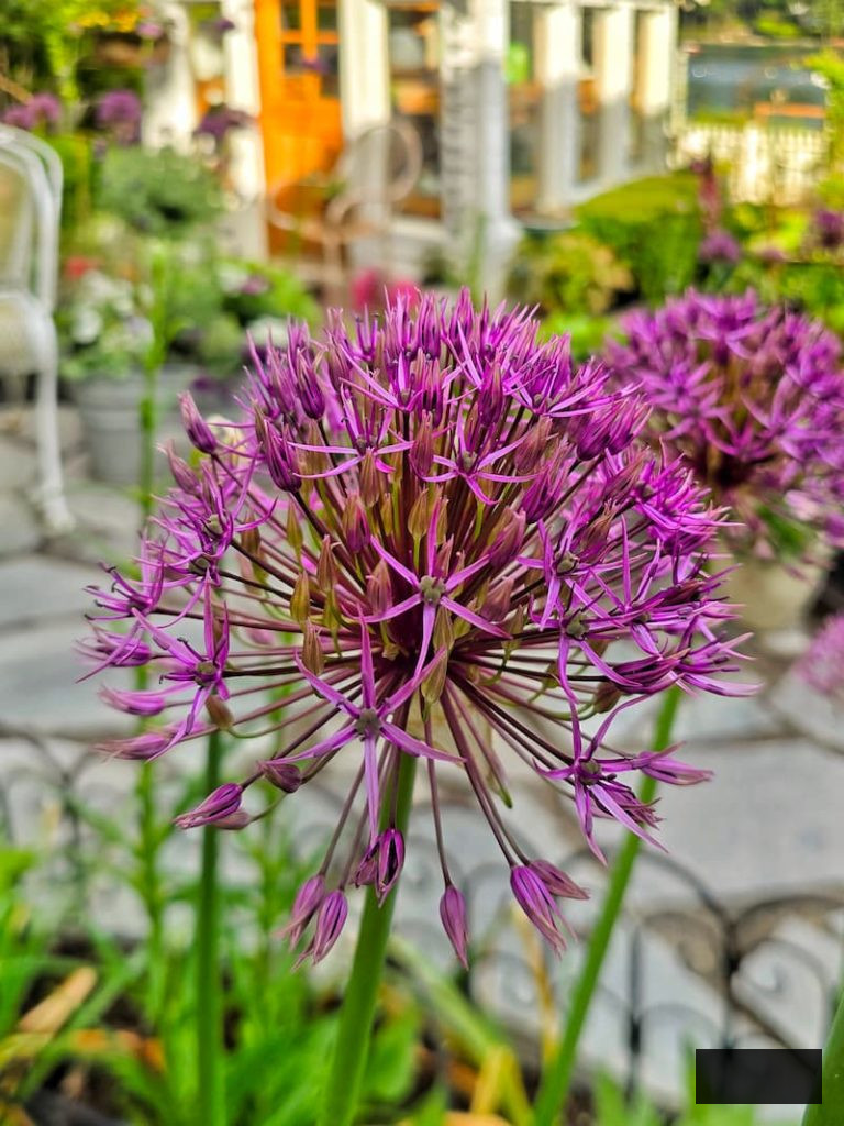 purple alliums