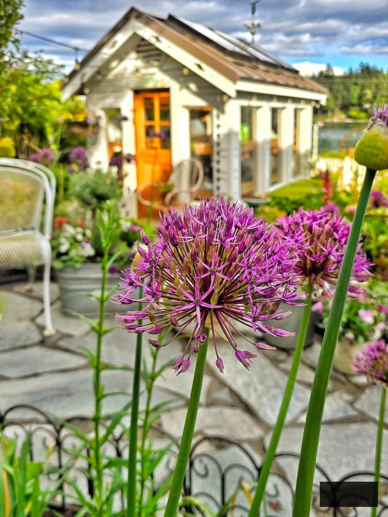 purple alliums thriving in front of the greenhouse