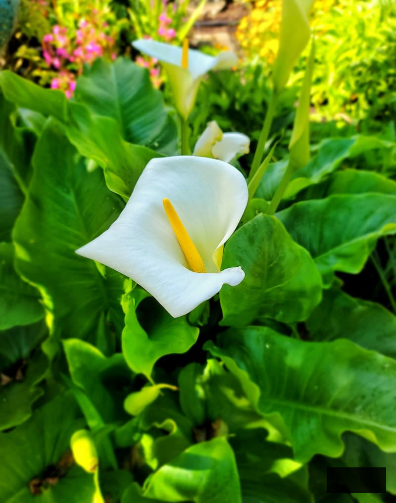 Calla lily flourishing in the garden