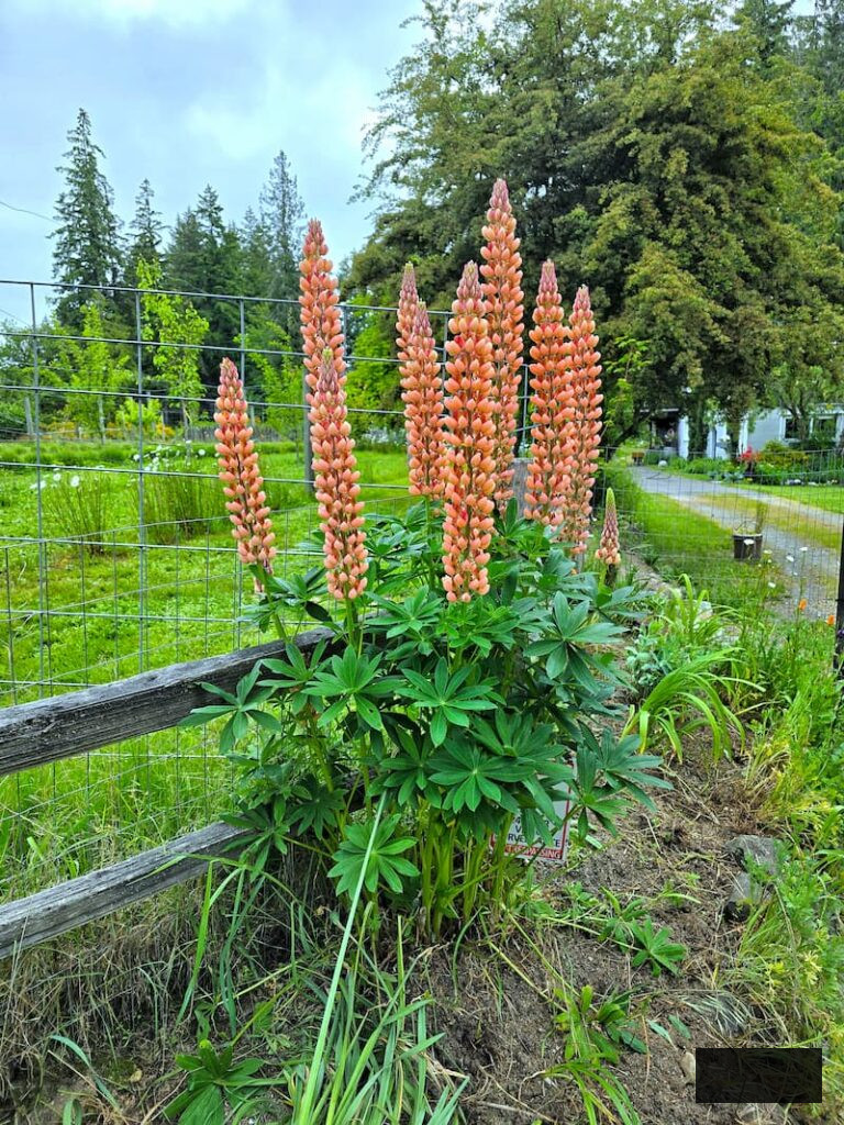 coral-hued lupines flourishing in the late spring