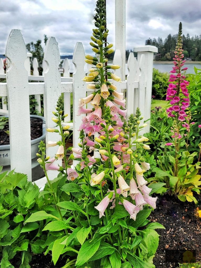pink and fuchsia foxgloves growing alongside the white picket fence