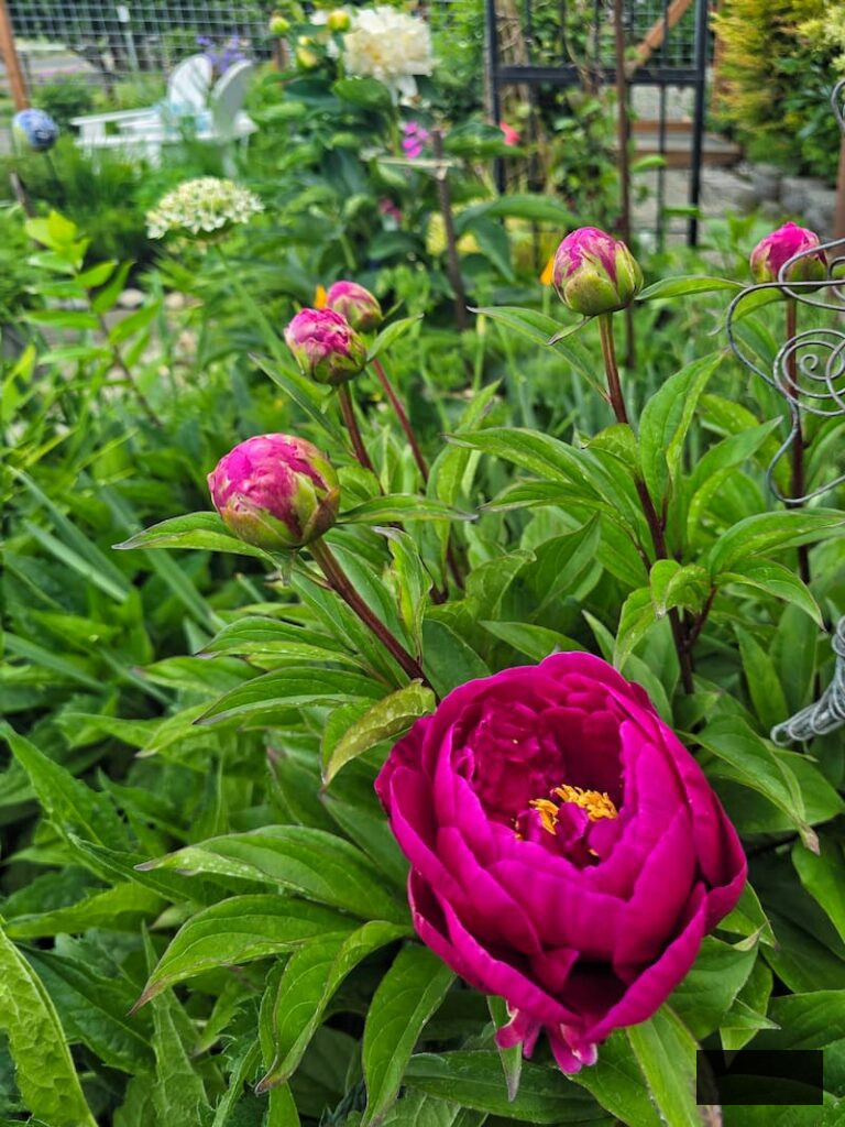 fuchsia peonies growing in the garden